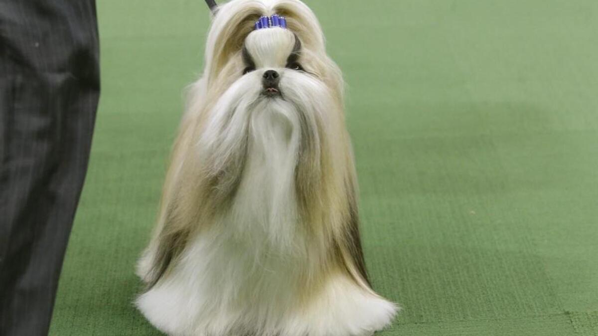 Check out the American Kennel Club Summer Dog Show this weekend.