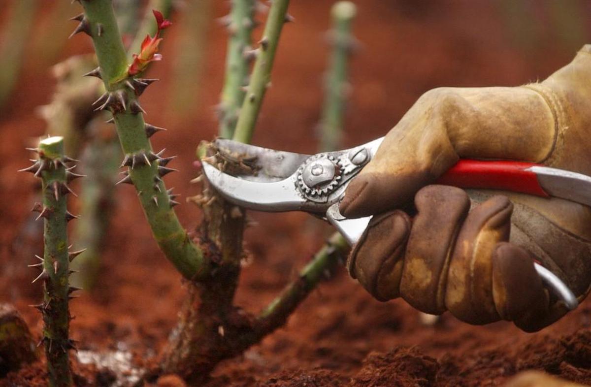 In Western Washington, you can prune back roses by at least one third anytime from mid February until mid April.