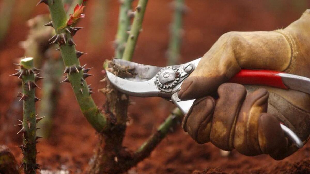 Learn rose pruning techniques at Point Defiance Park Rose Garden