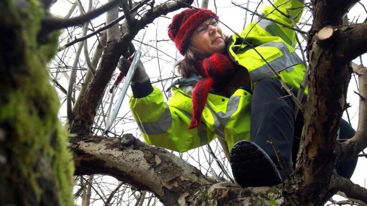 Marie Lynn climbs her newly adopted red gravenstein apple tree, to gain a good pruning perch during a pruning work party at the Curran Apple Orchard Park in University Place in 2012.