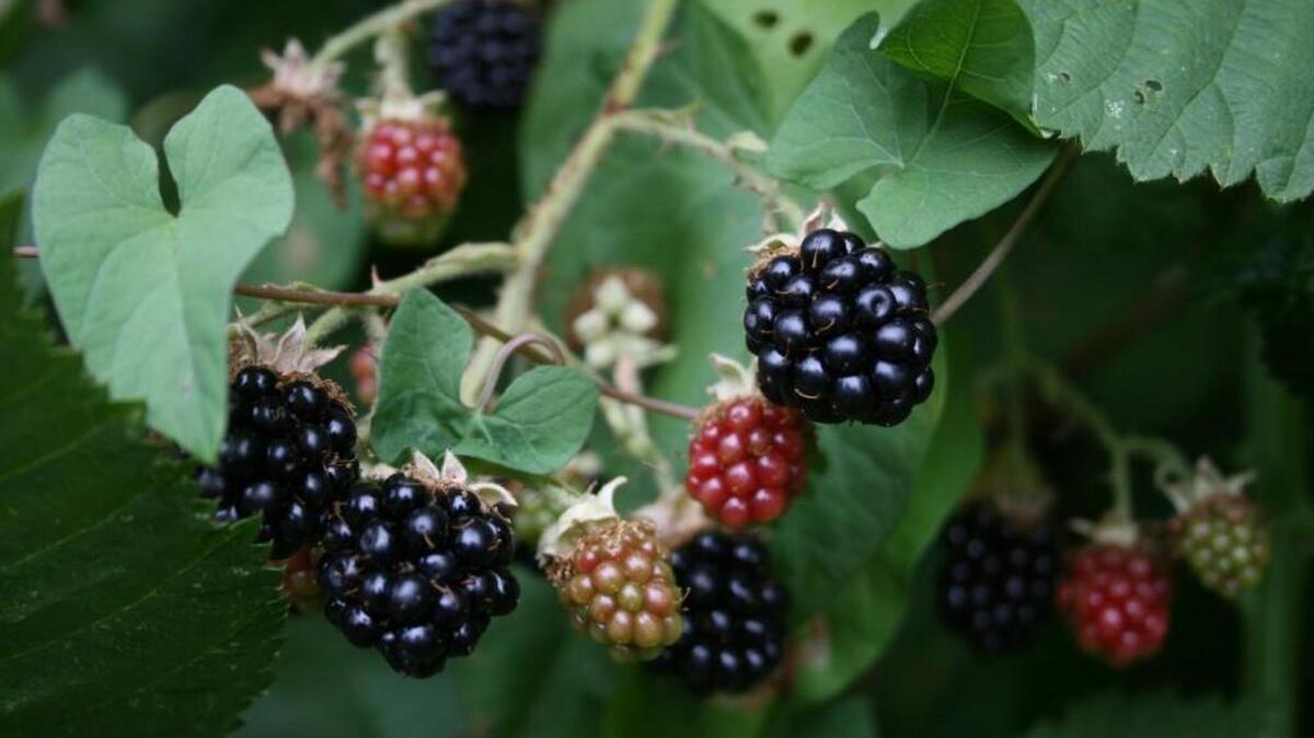 Enjoy everything to do with blackberries at the Bremerton Blackberry Festival.