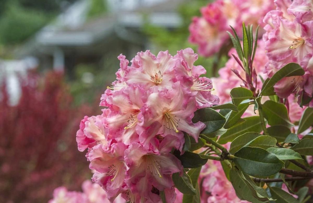 Explore the Rhodie Garden at Point Defiance Park on a Nature Walk