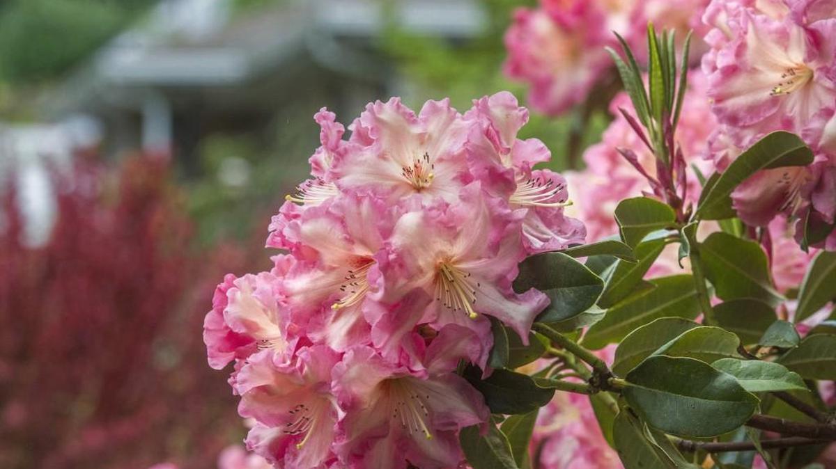 Tacoma’s Point Defiance Park also offers a Rhodie Garden.