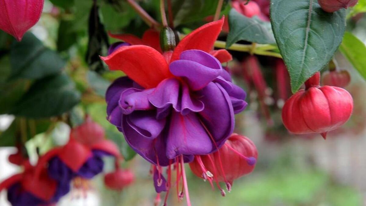The Fuchsia Display Garden at Point Defiance Park.