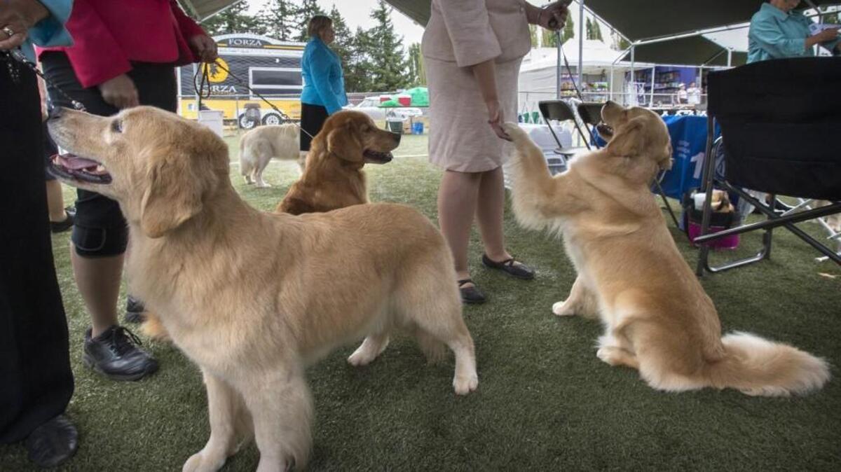 The AKC Summer Dog Show is being held at the Washington State Fair Events Center in Puyallup