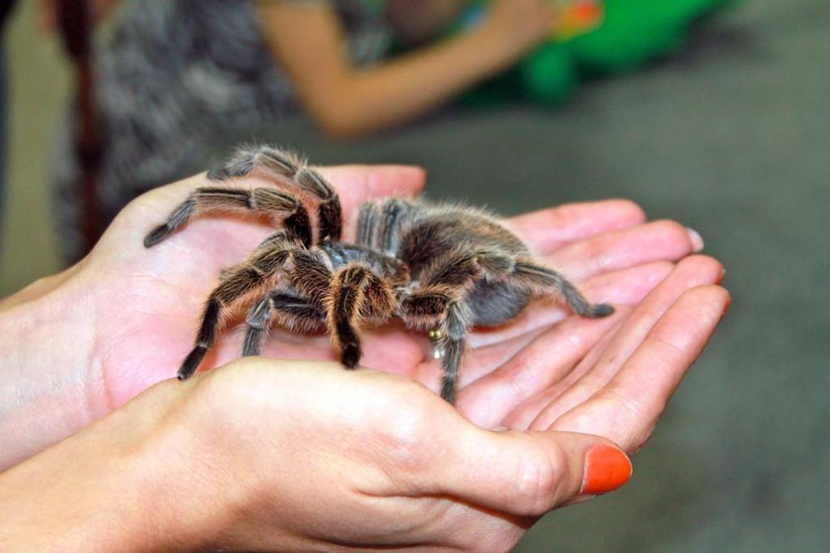 After his reptile show, Corbin Maxey lets his audience members gather around to ask question, pet snakes, and even hold his tarantula, Charlotte. SAMANTHA SHOCKLEY/Special to the Herald