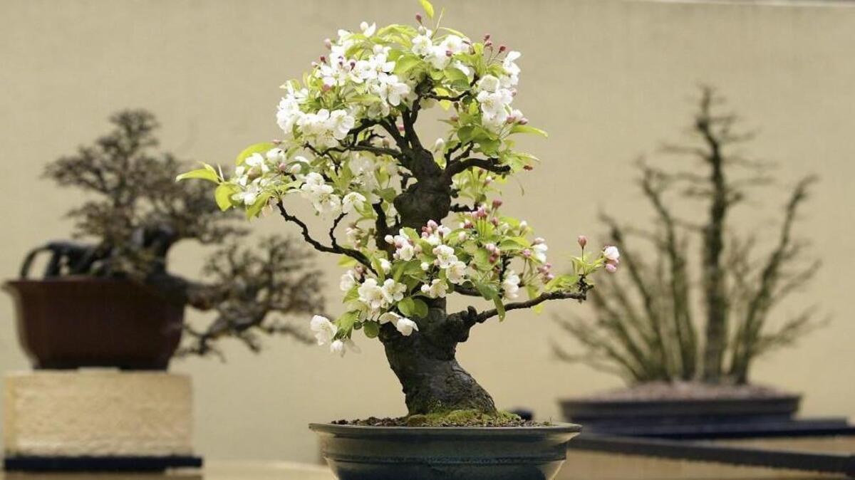 Enjoy the Pacific Bonsai Museum by candlelight at solstice celebration