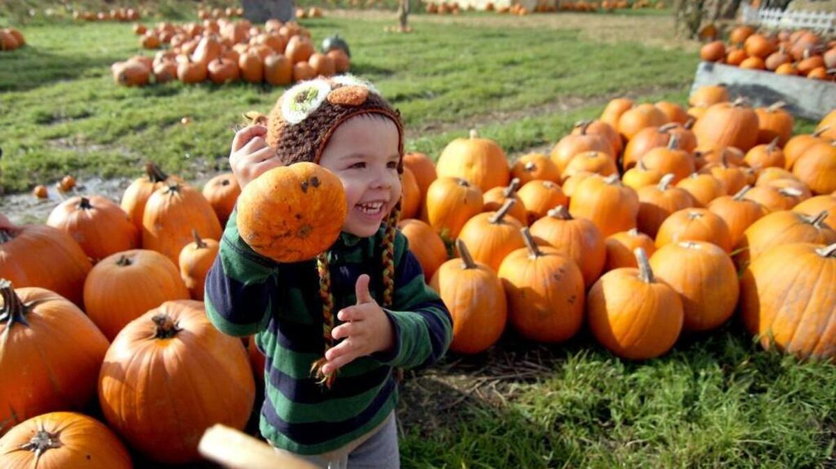 Explore pumpkin patches and farms in the South Sound.