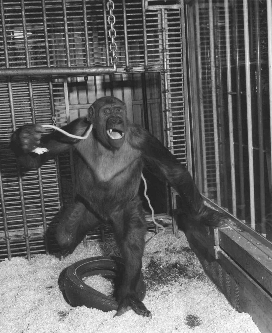 Ivan the gorilla in 1973.