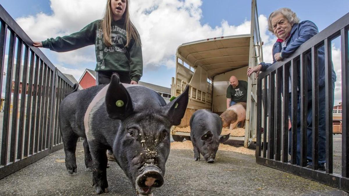 Alison Laukala of Enumclaw guides Velma the pig into the pig barn at the Washington State Spring Fair in Puyallup, April 13, 2016. This year the Spring Fair includes SillyVille, 12 new food booths, four new acres of rides, leaping DockDogs, the new TimberWorks Lumberjack Show, garden workshops, and Motorsport Mayhem shows. It ends on Sunday.