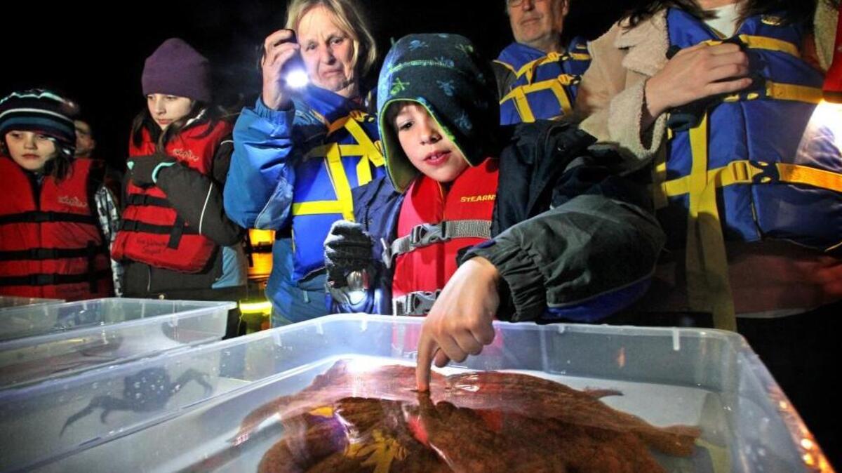 Explore the wildlife under the docks at Foss Waterway Seaport after dark.