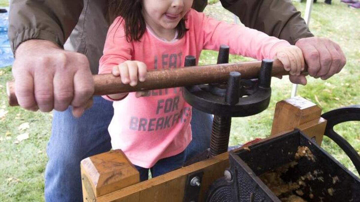Lily Crowell, 4, looks like she can’t wait to taste the cider that she is squeezing from the apples with help from her grandfather, Frank Owens at Meeker Mansion in Puyallup in 2015. The money raised goes to the operation of Meeker Mansion.