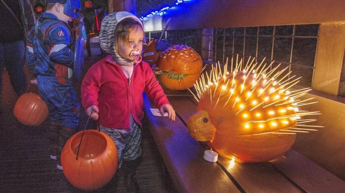 Bring the family out for Hoot ‘n’ Howl at Northwest Trek