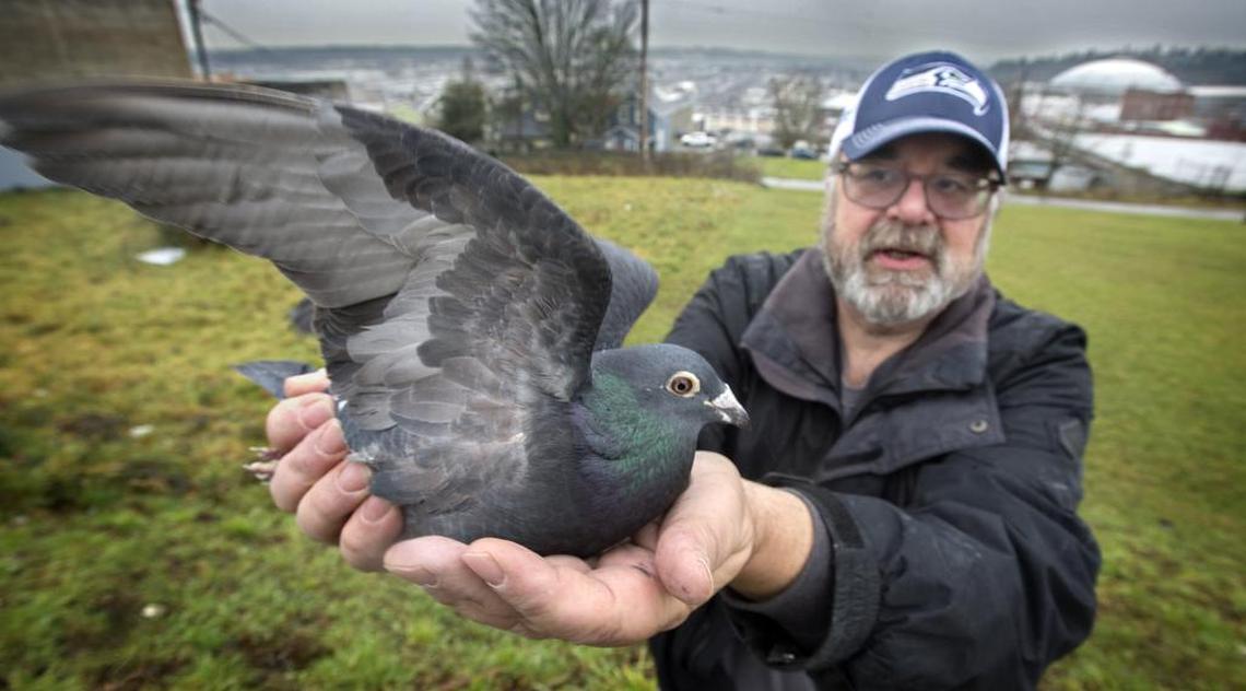 Ric Arrisola of Tacoma holds a Janssen racing pigeon with Tacoma Tideflats in the background on Tuesday.