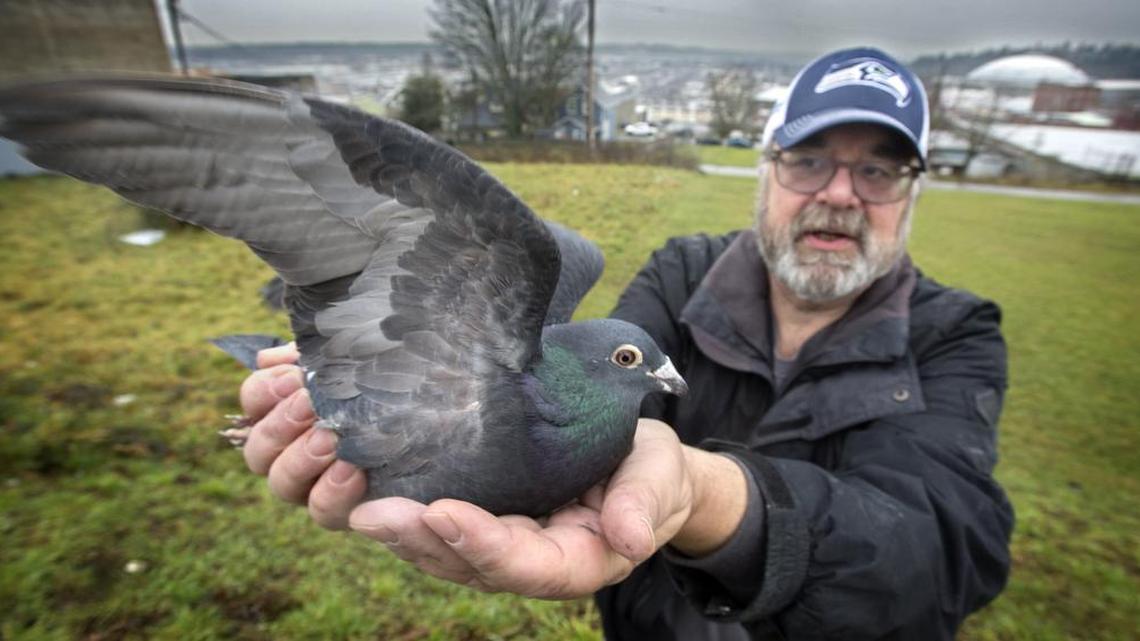 Ric Arrisola of Tacoma holds a Janssen racing pigeon with Tacoma Tideflats in the background on Tuesday.