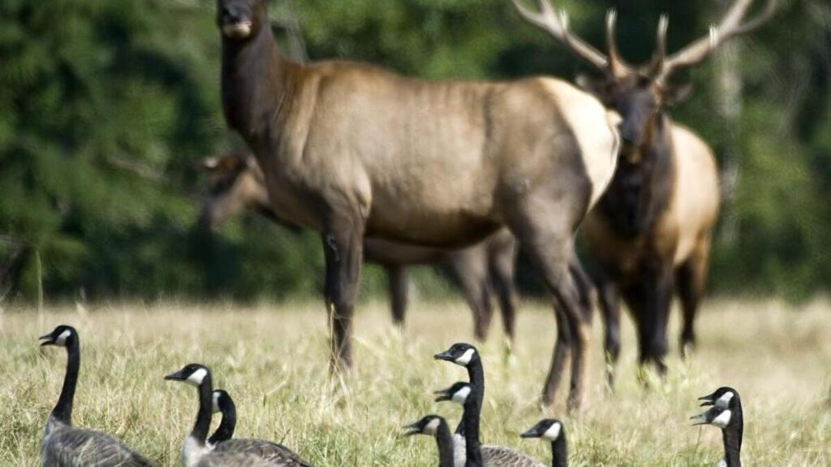 Enjoy the animals at Northwest Trek’s Winter Wildland