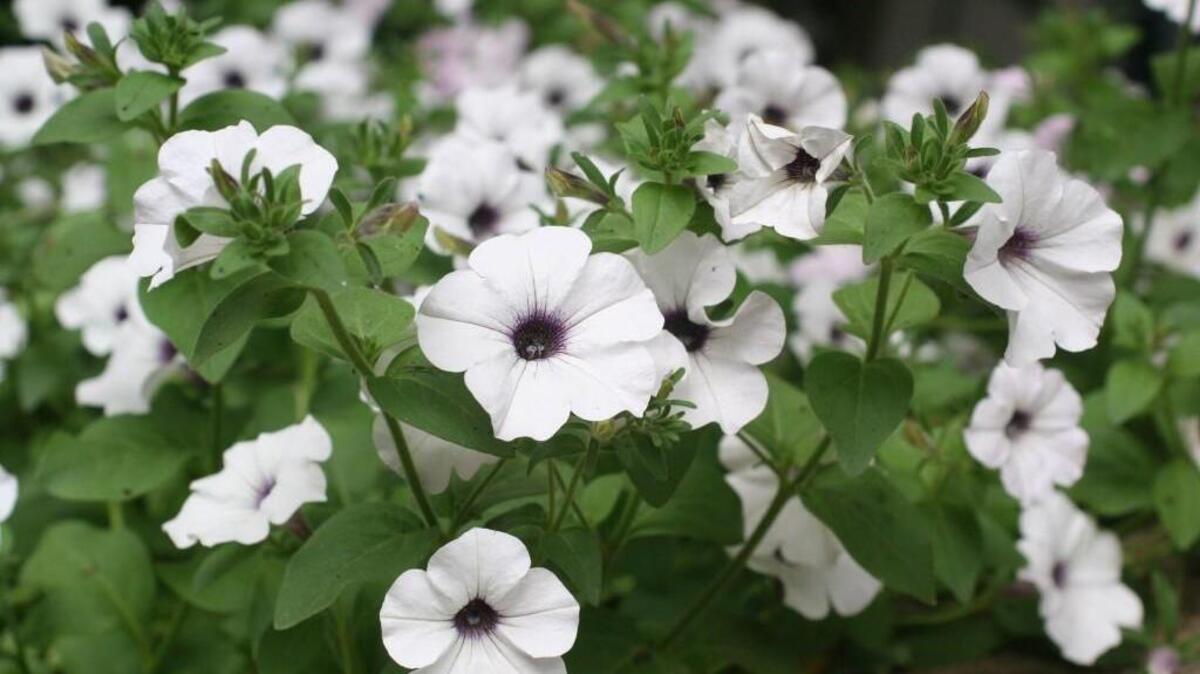 It’s the final day of the Northwest Flower & Garden Show in Seattle.