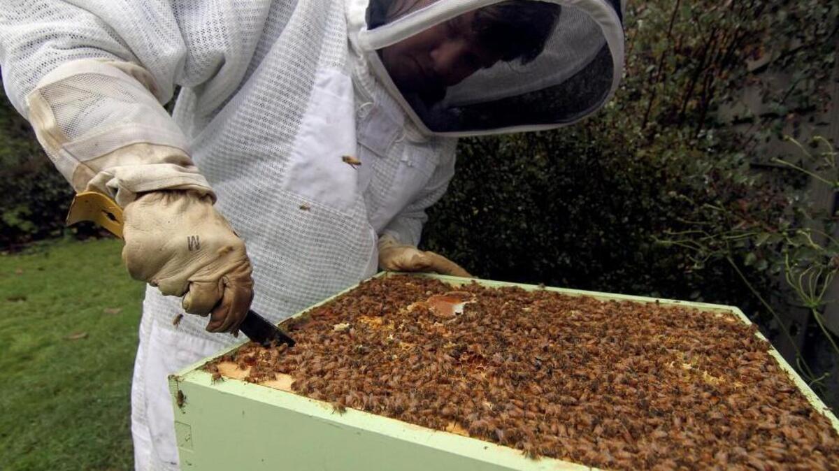Learn about urban bee keeping at Pierce County Beekeepers Association meeting