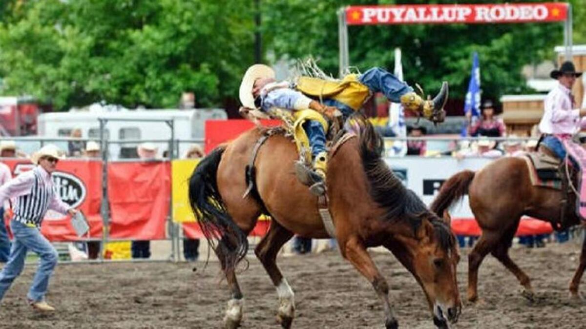 
 Take in the rodeo at the Washington State Fair this weekend.
