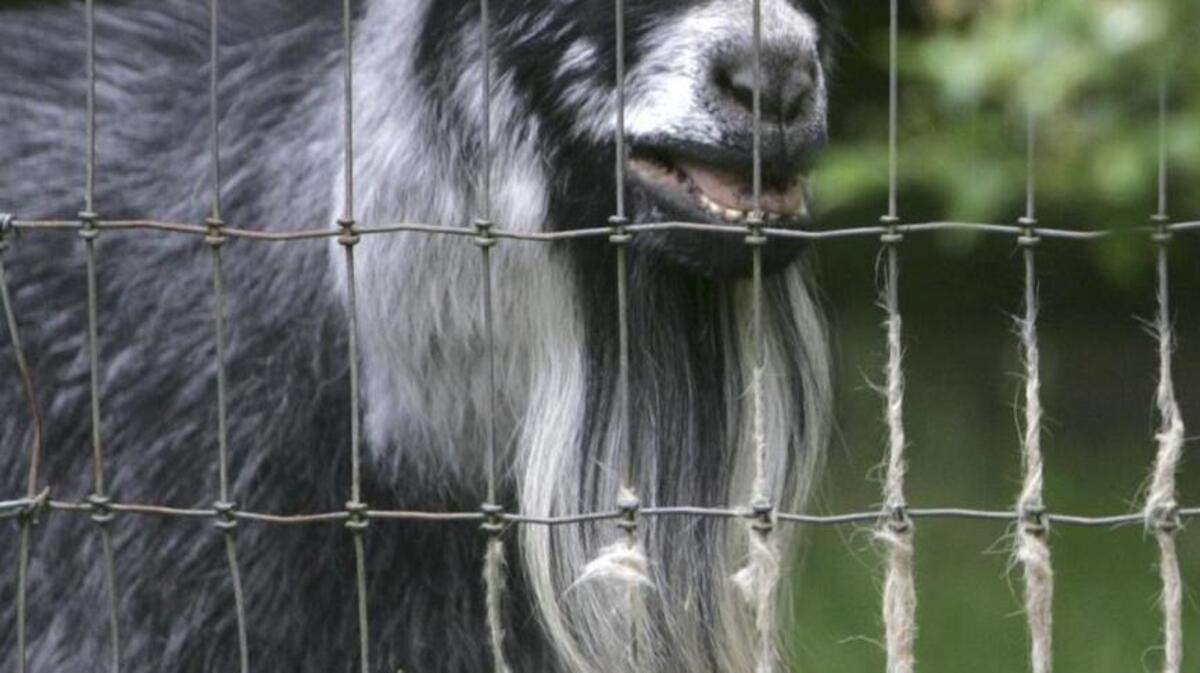 Real goats, chickens, peacocks, cats and dogs are among the animals residing at Old Goat Farm in Graham