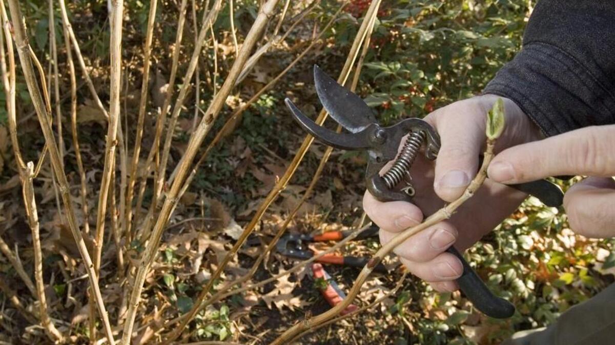 Learn about pruning from Master Gardeners at free workshop
