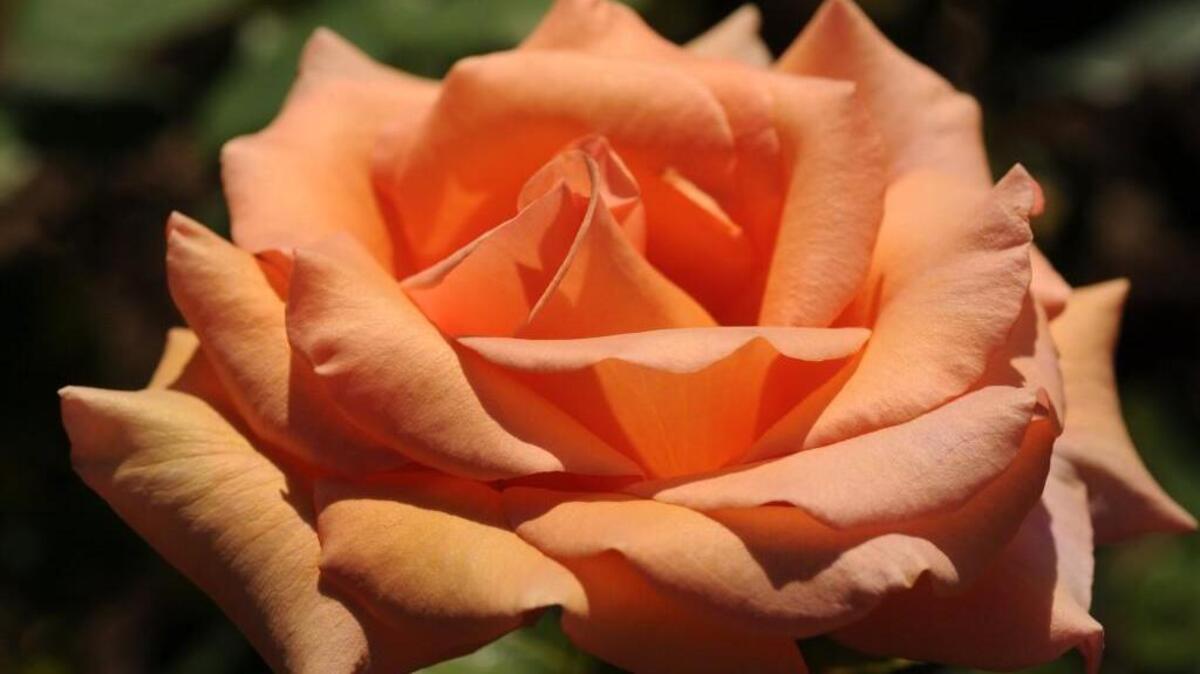 
The Tacoma Rose Society is holding monthly meeting
