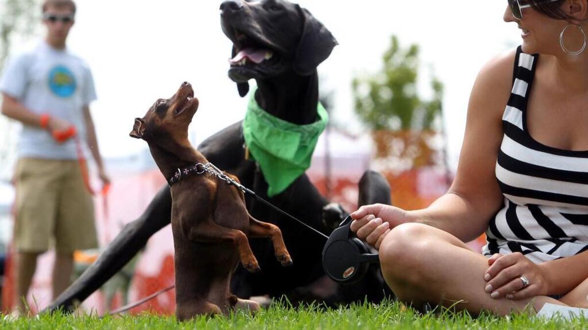 
Woofstock aims to match dozens of pets with new owners. 
