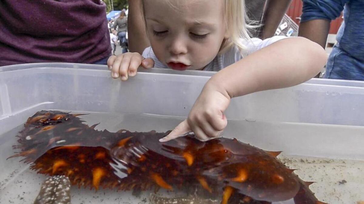 Two-year-old Isobel likes the large sea cucumber at the Donkey Creek Chum Festival in Gig Harbor in 2015.
