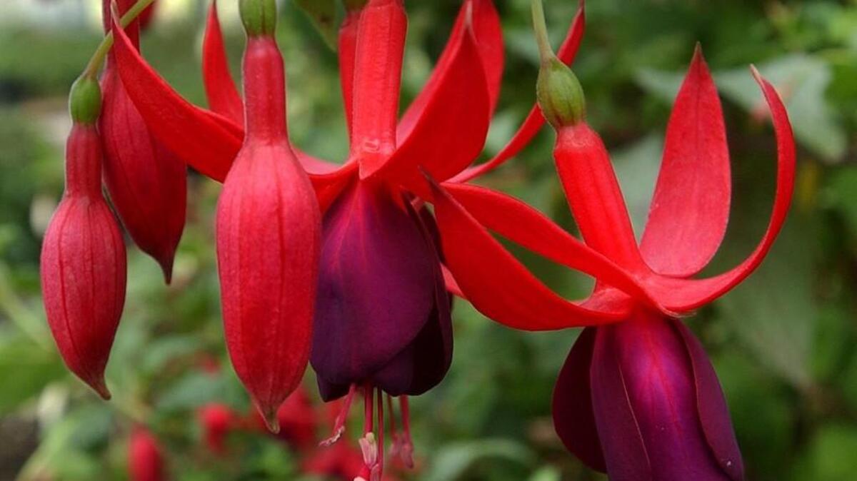 Take in the Tahoma Fuchsia Society’s Annual Plant Sale this Saturday.
