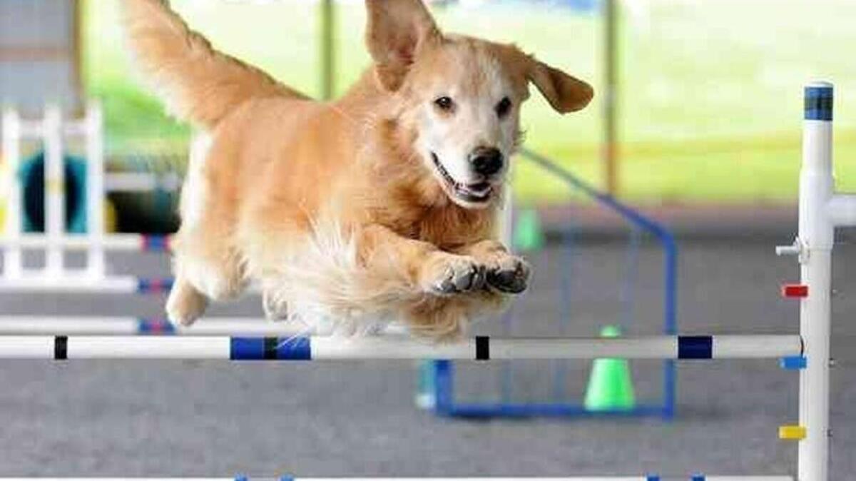 The Western Washington Dog Show Cluster features three American Kennel Club all-breed shows, obedience and rally trials plus group and specialty shows. The free event is Saturday-Monday at the Washington State Fair and Events Center, 110 Ninth Ave. SW, Puyallup.