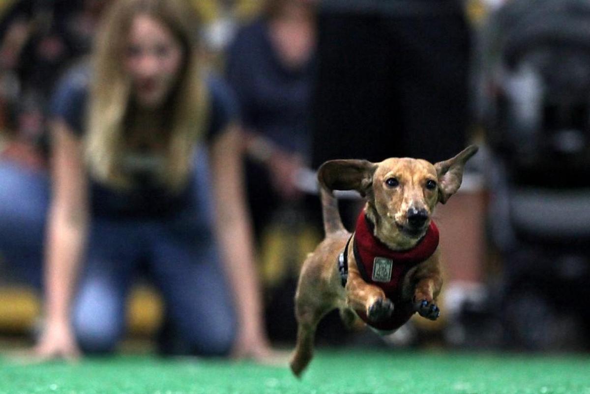 Wiener dog races are also part of the Oktoberfest Northwest celebration at Washington State Fair. Here a dachshund dashes across the course in 2012.