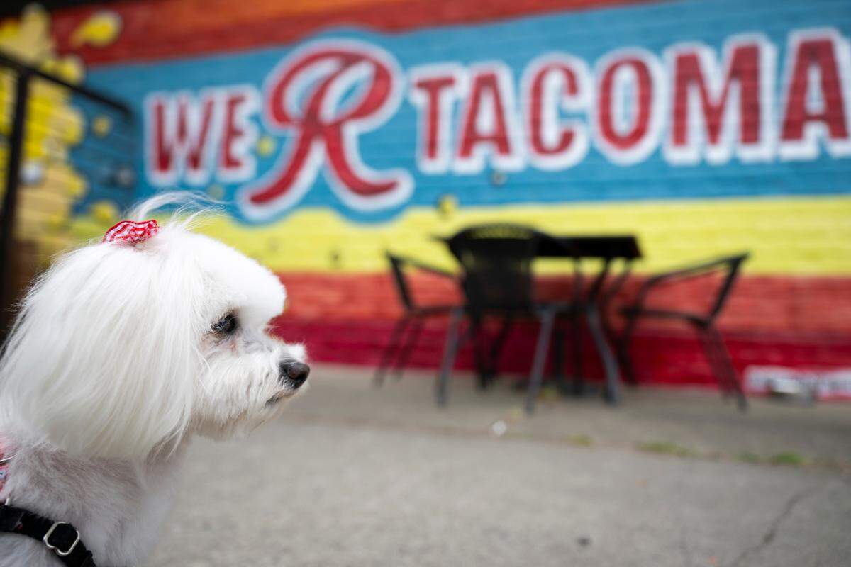 Grape, who enjoys sneaking laps of domestic lagers, enjoys the warmer weather on the patio of Beer Star on Thursday, June 13, 2024, in Tacoma, Wash.