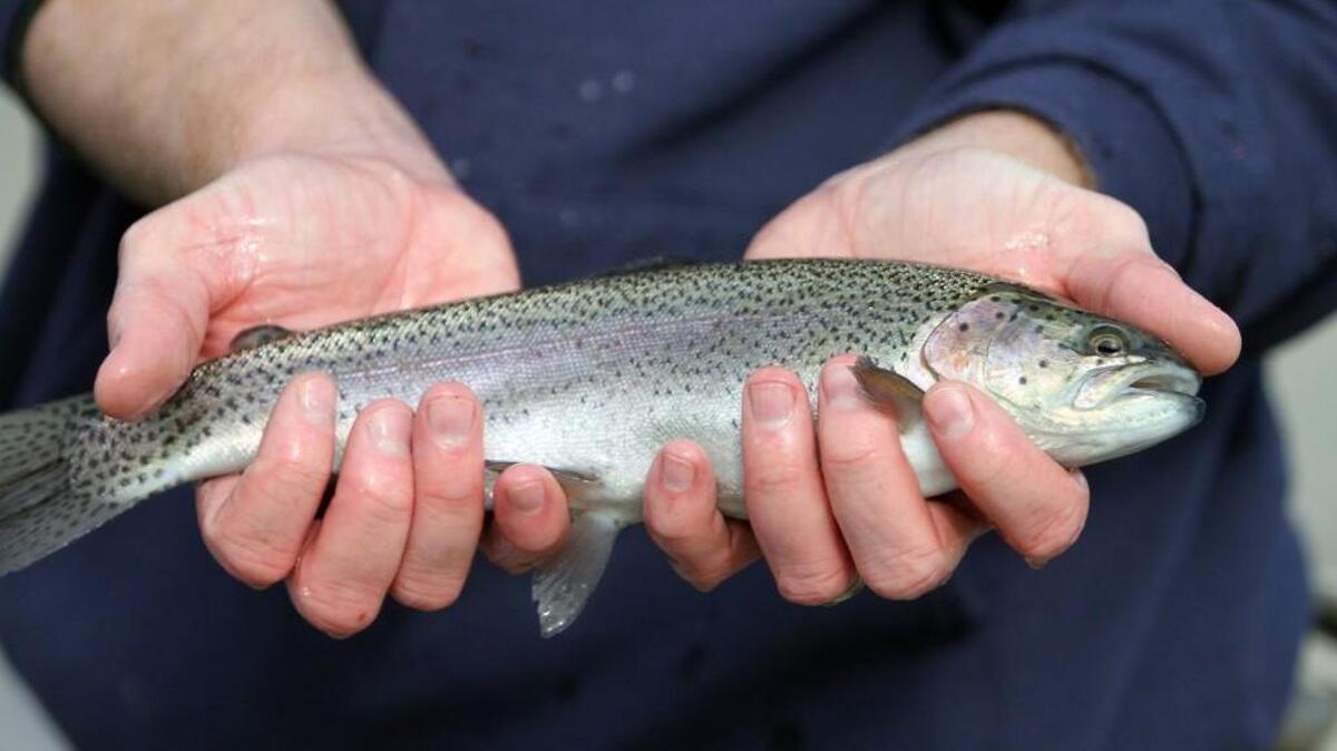 Join the Native Plant Society at their monthly meeting on the Puyallup fish hatchery