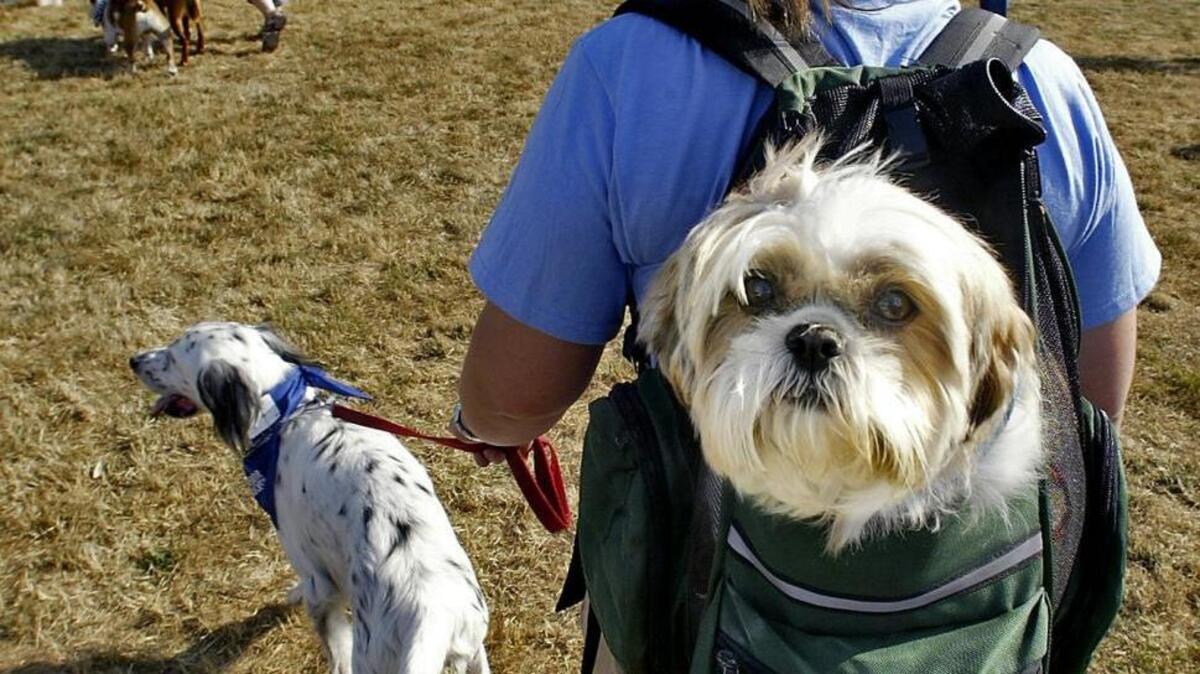 Join in the fun at Dog-a-Thon at Fort Steilacoom Park on Saturday