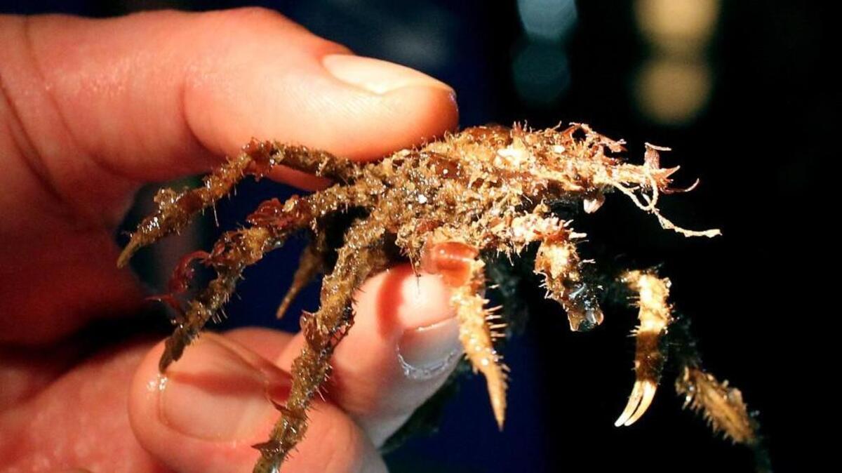 A decorator crab is held under the bright lights for all to see