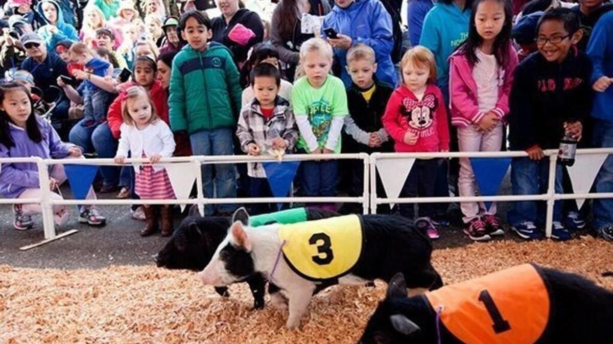 Racing pigs at the Spring Fair, 2014.
