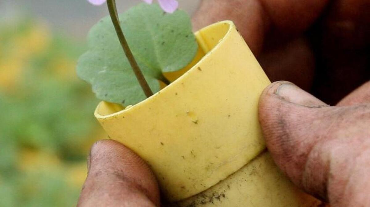 Check out the Chase Garden Plant sale.