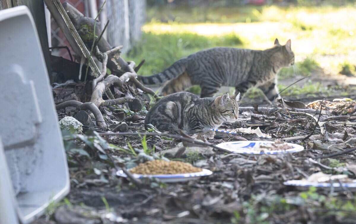A stray cat looks up from its food while others move about an alleyway in Tacoma on Friday, Jan. 16, 2026.