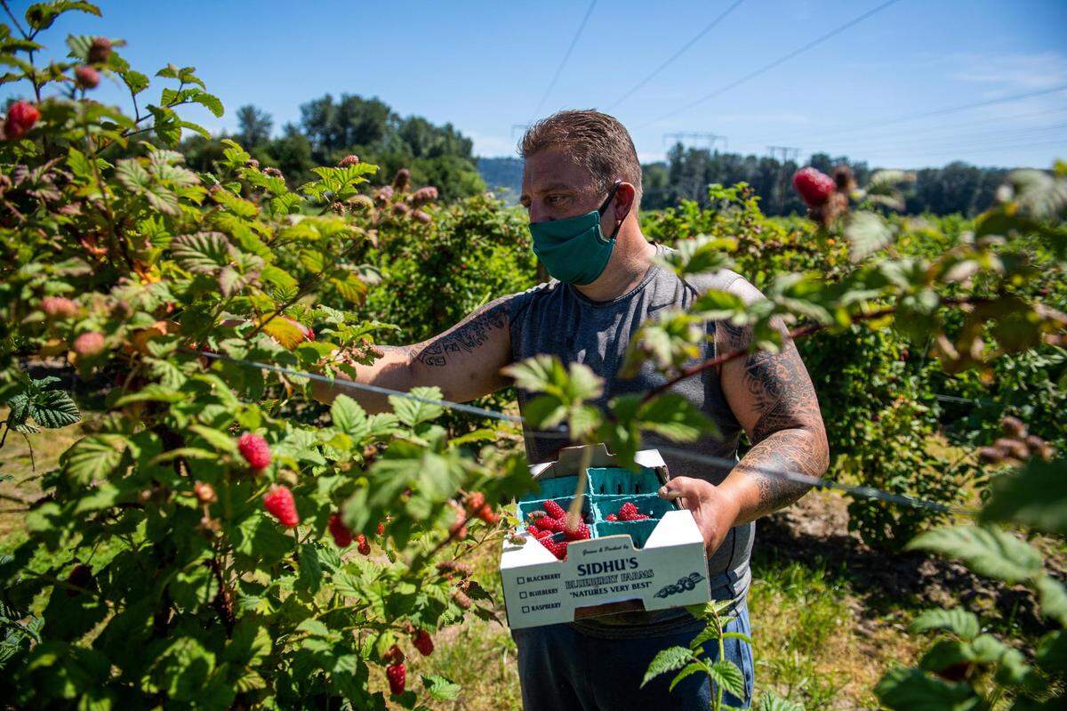 Buck Collier, a field manager with Sidhu Farms, picks tayberries in June 2020.