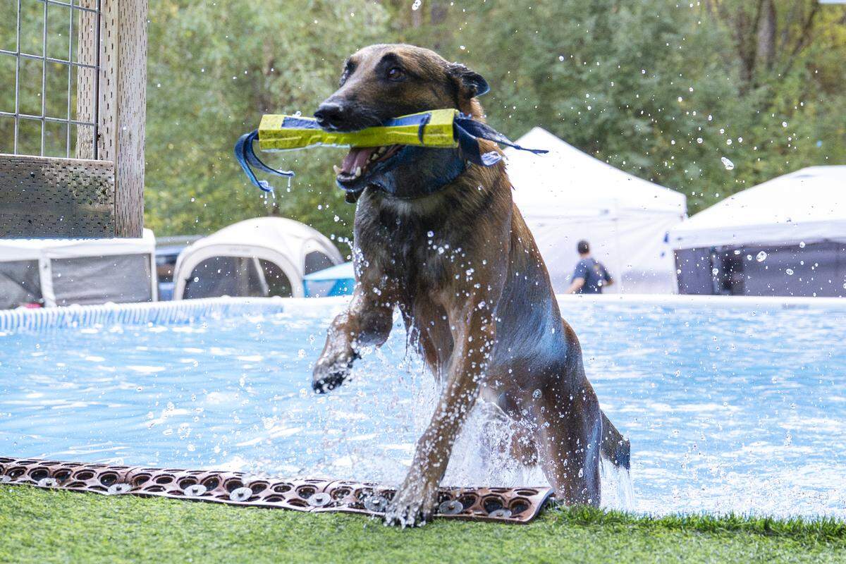 Udon, a Belgian Malinois, exits the pool after diving off the dock for a competition hosted at Brown Dog University on Friday, Sept. 12, 2025, on the Key Peninsula.