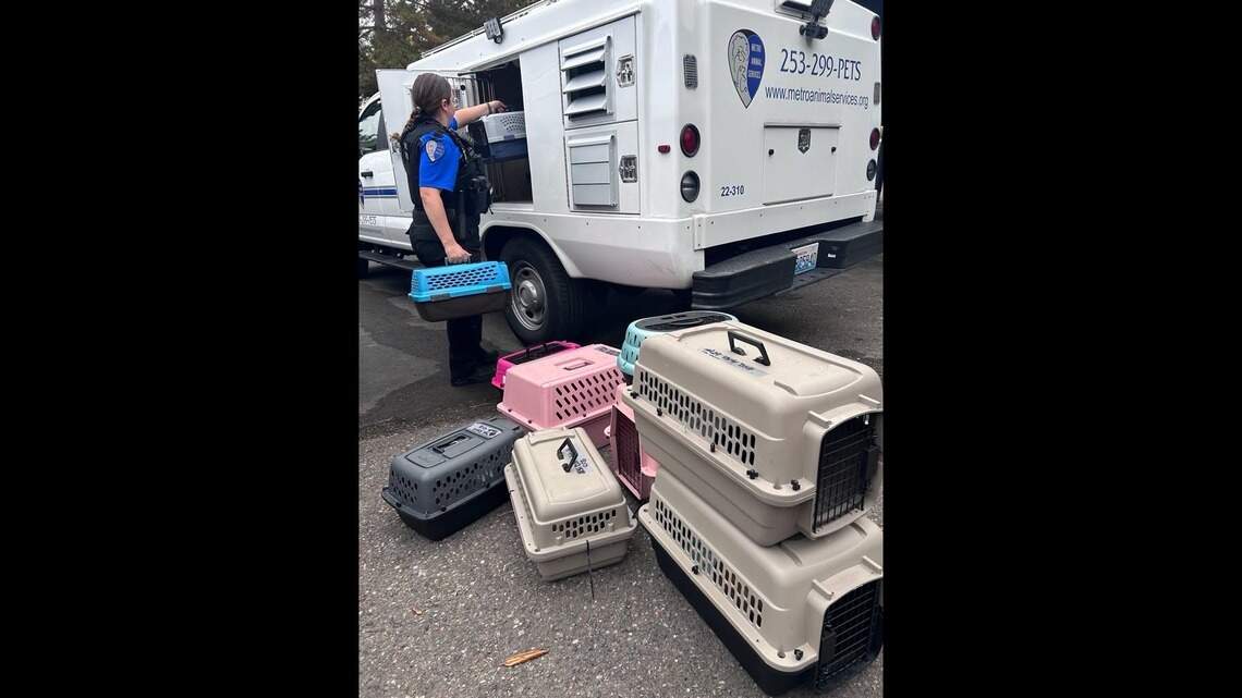 Animal control rescues 44 cats from Sumner home after owner’s death