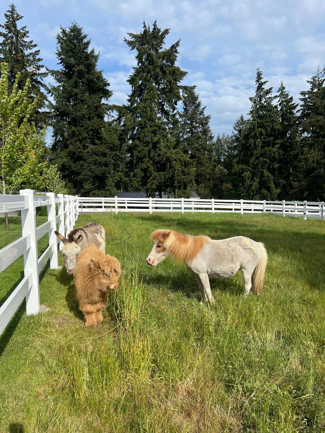 Mini red Highland calf Daisy May with her paddock neighbors, a miniature donkey and a miniature horse, at her home in Gig Harbor.