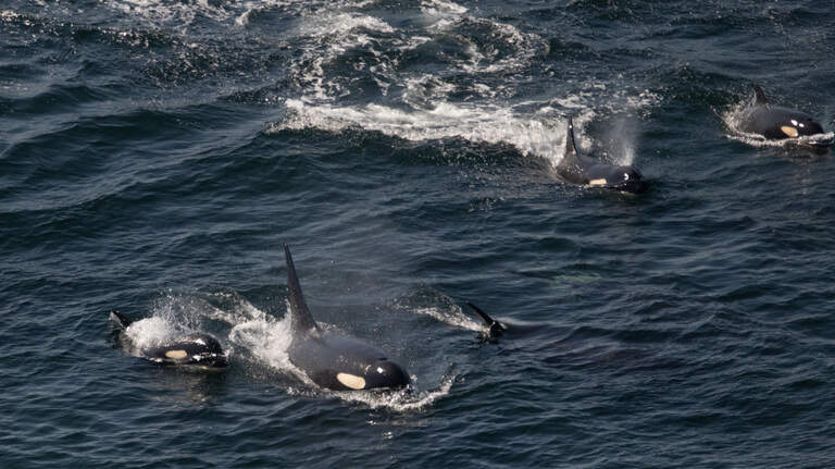 Watch: Endangered orca pod makes rare visit to Tacoma area with newborn calf