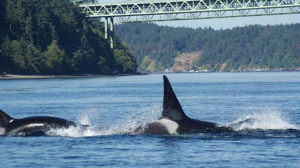 Southern Resident orcas sometimes show up in the Narrows Strait and other South Puget Sound waters. Fox Island resident Cheryl Nelson photographed these two while boating in 2017.