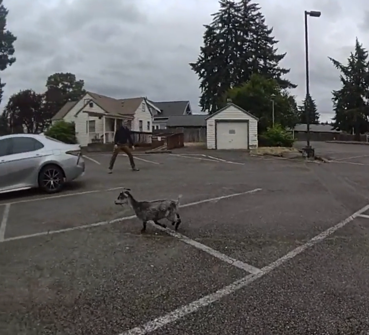 A goat led deputies from the Pierce County Sheriff’s Office on a 20-minute foot chase after weaving in and out of traffic in the area of 22nd Street South and Park Avenue South in Parkland on June 29, 2026.