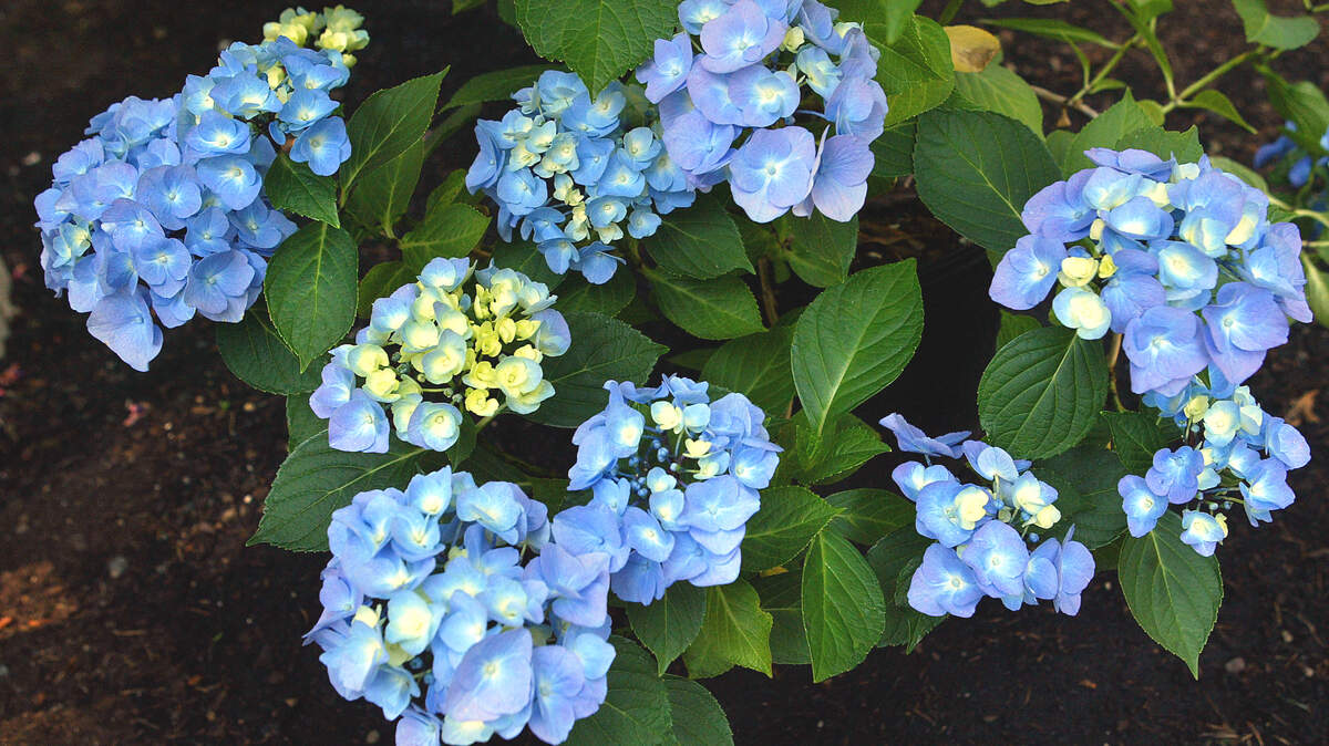 In Western Washington’s naturally acid soil, hydrangeas planted in the ground stay blue but in potting soil they lean toward pink.