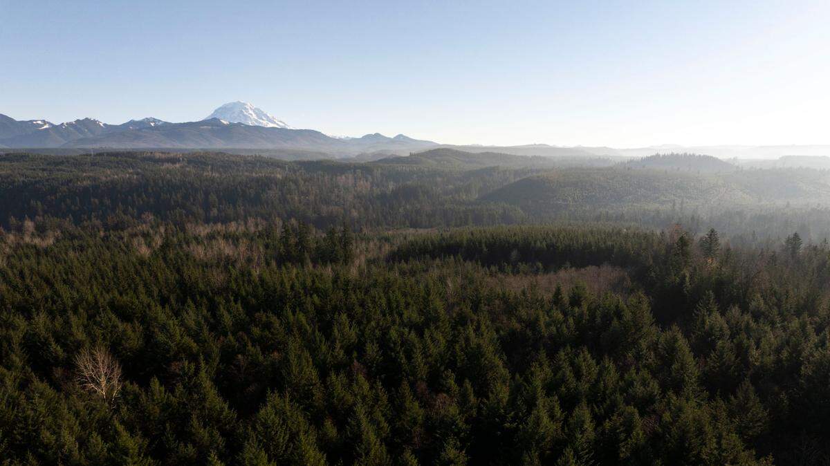 Roughly 200 acres of trees in the Buckley Forest Preserve is proposed to be thinned by Pierce County Council, on Wednesday, Dec. 4, 2024, in Buckley, Wash. The culling will make the forest healthier and more resilient to climate change, forest fires and drought.