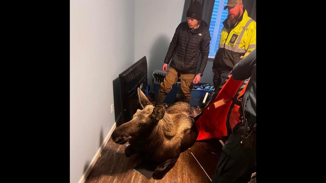 A moose became trapped in a basement after falling through a window in Soldotna, Alaska, firefighters said on Nov. 20, 2022.