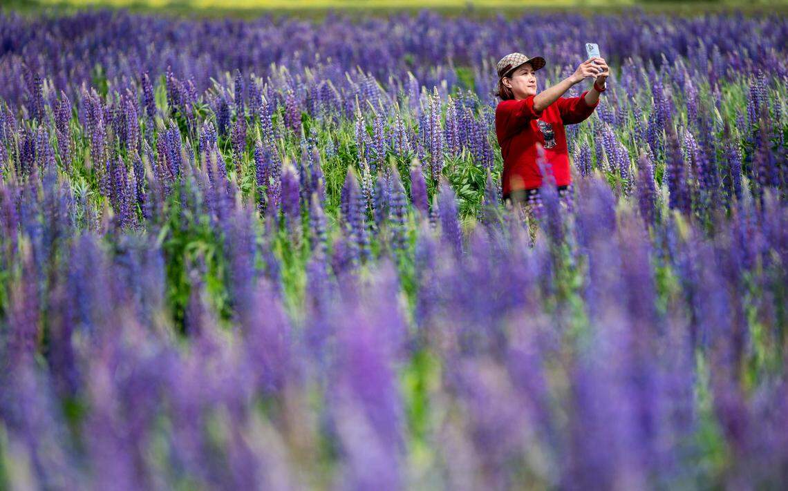 Ammara Turchin takes a selfie in the purple lupines at Van Lierop Park in Puyallup, Wash.