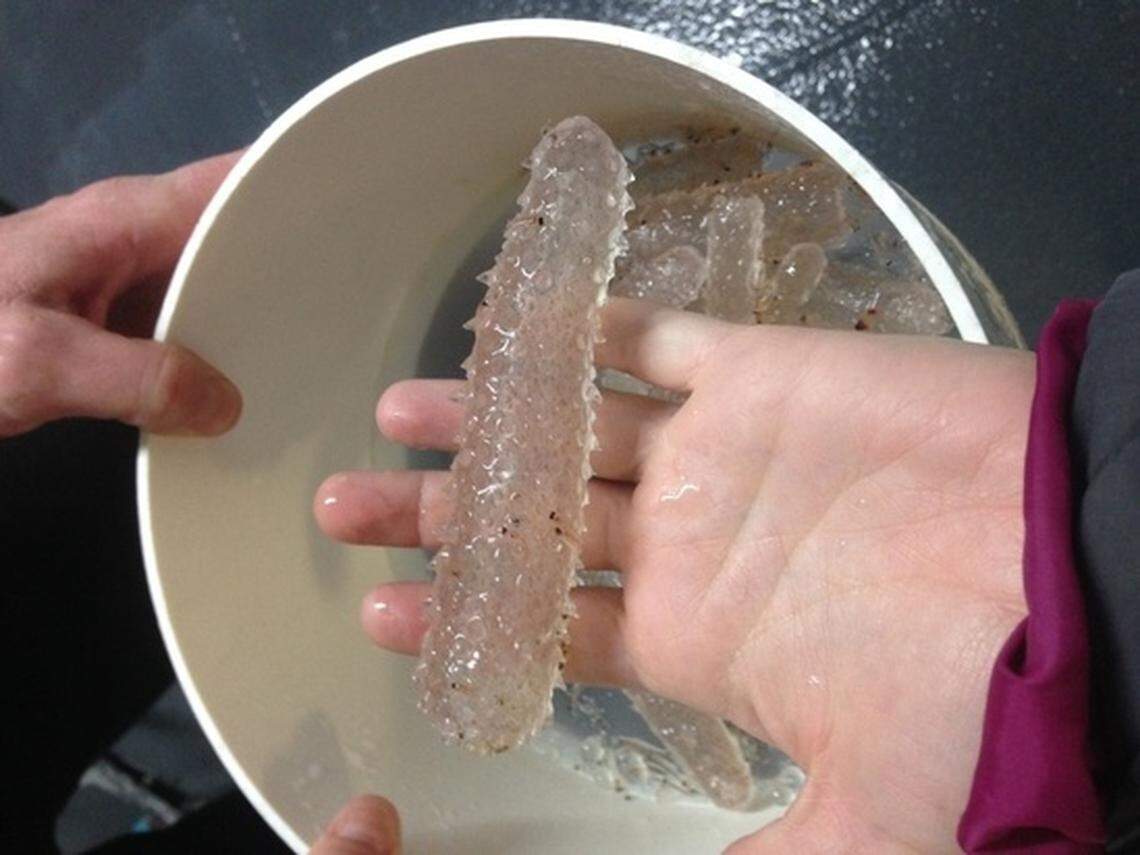 Pyrosomes graced the coast of Oregon “en masse” in previous years, according to an aquarium.